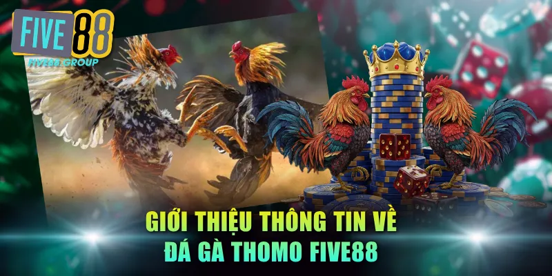 Đá Gà Thomo FIVE88 - Tuyệt Chiêu Soi Kèo Và Quy Định Chấp 2 Giới thiệu thông tin về đá gà Thomo FIVE88