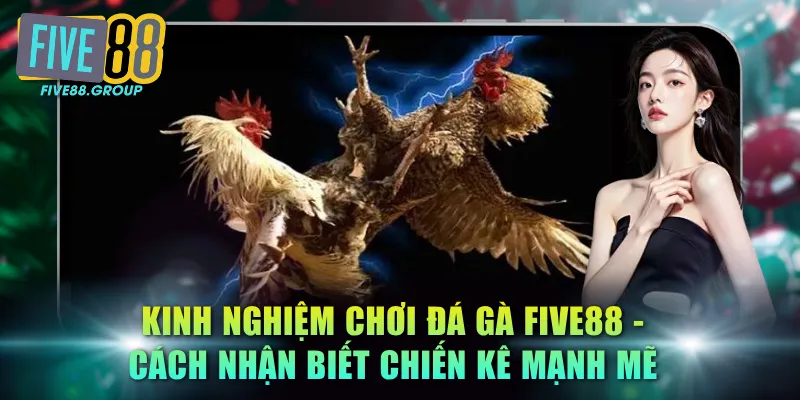 Kinh Nghiệm Chơi Đá Gà FIVE88 - Cách Nhận Biết Chiến Kê Mạnh Mẽ 1 chơi đá gà FIVE88