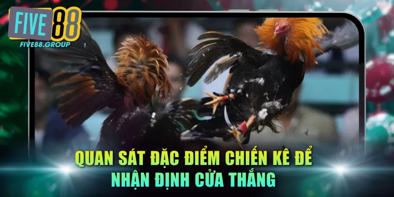 Đá Gà Online FIVE88 - Cá Cược Đỉnh Cao, Thu Thưởng Lớn 4 Quan sát đặc điểm chiến kê để nhận định cửa thắng