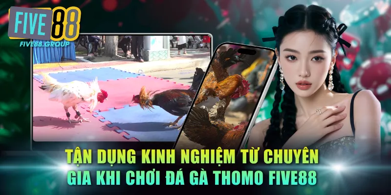 Đá Gà Thomo FIVE88 - Tuyệt Chiêu Soi Kèo Và Quy Định Chấp 4 Tận dụng kinh nghiệm từ chuyên gia khi chơi đá gà Thomo FIVE88
